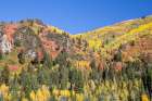 USA, Utah. Aspen and maple in fall color. Wasatch Mountains along South Big Cottonwood Canyon Road Art Print